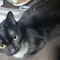 猫　飼育崩壊