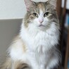 ノルウェージャンフォレストキャットの女の子 サムネイル1