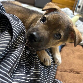 生後3カ月の甘えん坊の健康おす子犬