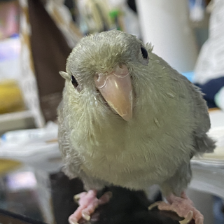 サザナミインコ