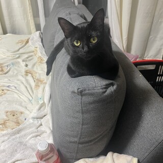 甘えん坊で元気な黒猫！