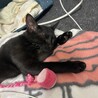 甘えん坊で元気な黒猫！ サムネイル2
