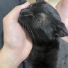 甘えん坊で元気な黒猫！ サムネイル3
