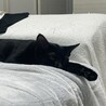 甘えん坊で元気な黒猫！ サムネイル4