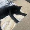 甘えん坊で元気な黒猫！ サムネイル5
