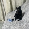 甘えん坊で元気な黒猫！ サムネイル6