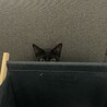 甘えん坊で元気な黒猫！ サムネイル7