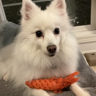 ポメッツ フワフワの女の子