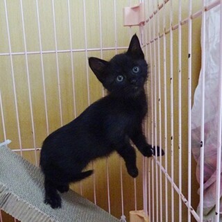 額 女豹に黒猫 2日早いけど8月17日 は #黒猫感謝の日 #blackcatappreciationday