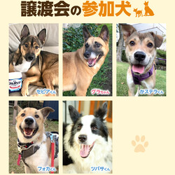 保護いぬ譲渡会