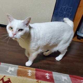 １４歳　白猫　オッドアイ