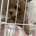 トイプードル