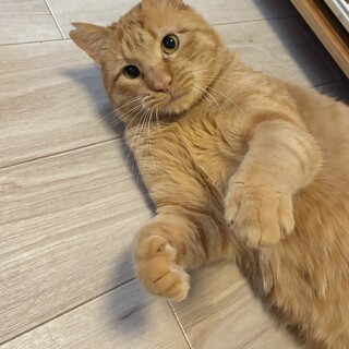 エイズ陽性　人とも猫とも仲良し甘えん坊の男の子