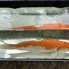 錦鯉・金魚の里親募集(金魚譲渡決定) サムネイル4