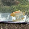 錦鯉・金魚の里親募集(金魚譲渡決定) サムネイル5
