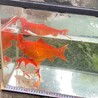 錦鯉・金魚の里親募集(金魚譲渡決定) サムネイル6