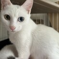 綺麗なオッドアイの1歳の女の子です！