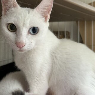 綺麗なオッドアイの1歳の女の子です！