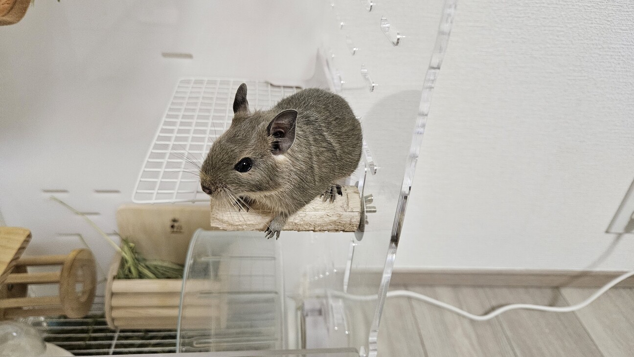 【総額3万以上‼︎】デグー(小動物)ケージ&飼育用品まとめ売り Amazon | 三晃商会 SANKO デグーハウス | Sanko | 飼育ケージ内装 通販