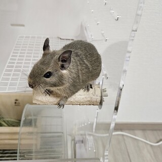 デグー　ブルー（0歳3カ月）