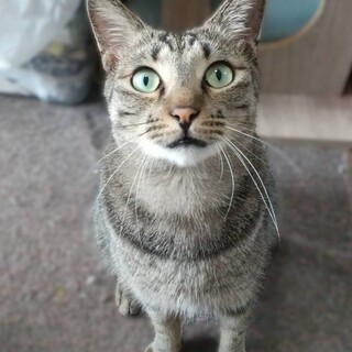 ★里親様決定★甘えん坊すぎる男の子♥エンくん