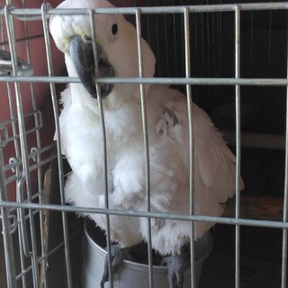 ★キバタン♂30歳くらい★甘えん坊です★