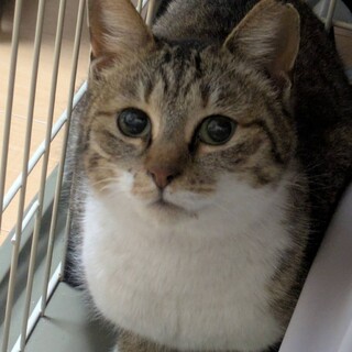 シャイですがナデナデは大好き