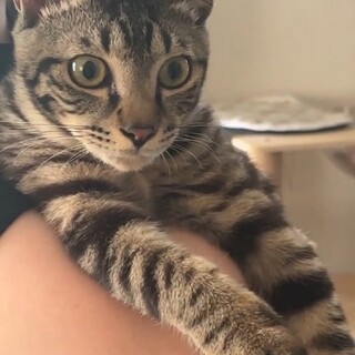 人間大好き、元気な　ごまちゃん