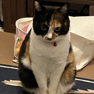 4歳の女の子で、名前はミッコです。