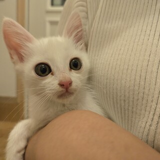 真っ白美形の男の子 1ヶ月 中毛～長毛になるかも？