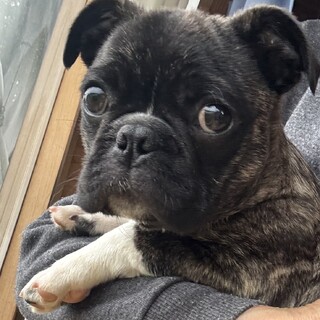 パグmixの4ヶ月。オスワリできるようになりました