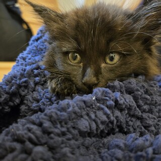 長毛黒猫の女の子 ふわふわおっとりさん