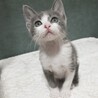 グレーハチワレ仔猫　スーダン君　里親様募集★ サムネイル3