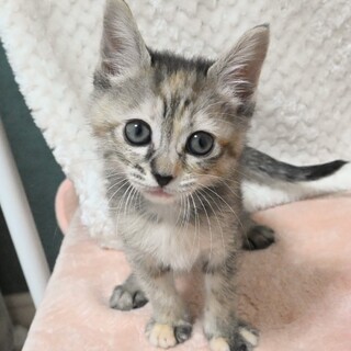 パステルサビ子猫　リビアちゃん　里親様募集中