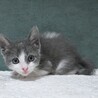 グレーハチワレ仔猫　スーダン君　里親様募集★ サムネイル5