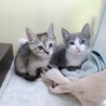 グレーハチワレ仔猫　スーダン君　里親様募集★ サムネイル6