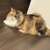 の写真
