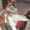 の写真