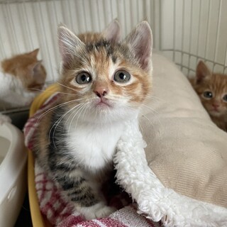 里親決定！なのはちゃん／かわいい三毛猫ちゃんです