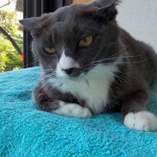 人慣れしている優しい白黒ちゃん