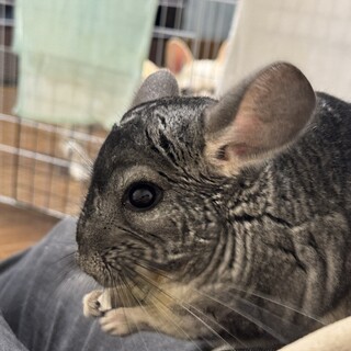 スタンダードグレーのチンチラ男の子