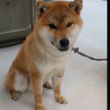 小柄で懐っこい柴犬やまと