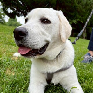 ［大型犬飼育経験者限定］ラブラドール 8ヶ月♂