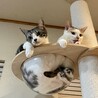 Stella 青森保護猫活動（保護活動者）