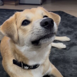 ペタンコのお耳に大きなお目めの⭐︎オレくん⭐︎