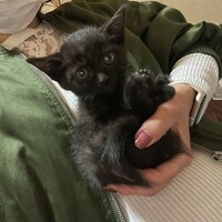 黒猫ちゃん