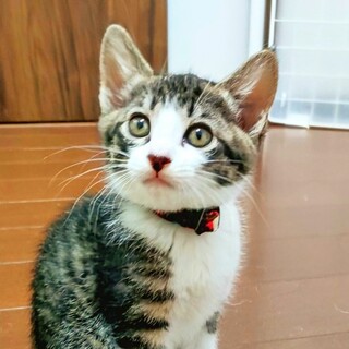 【6/22譲渡会】人懐こく元気！５匹姉妹のちえみ♡