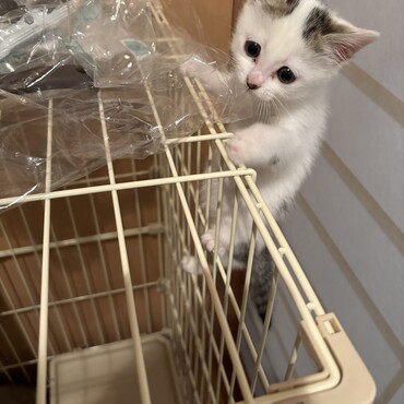 ももの写真