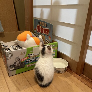 ももの写真