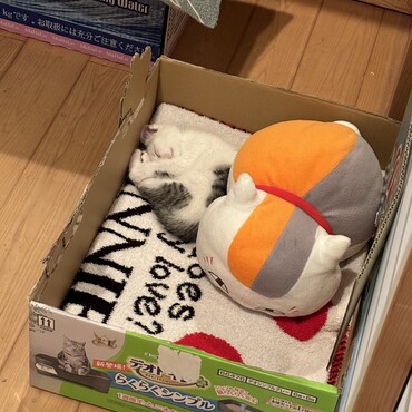 ももの写真